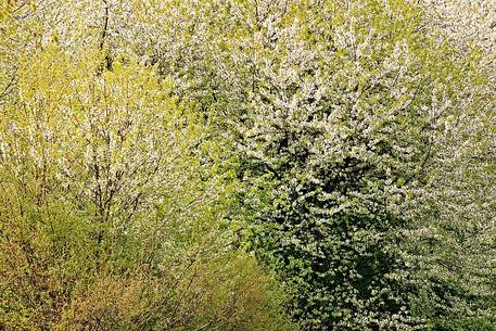 Flowering cherry trees