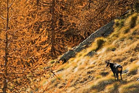 Colours and light on autumn alpine meadows and lonely chamois 