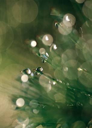 Backlit dew pearls on plant