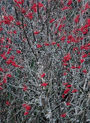 Red berries still dressing the bare sorb