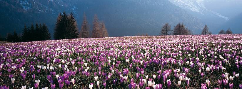 Flowering of common crocus 