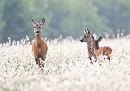 Roe deers, mother and cubs on blooming field