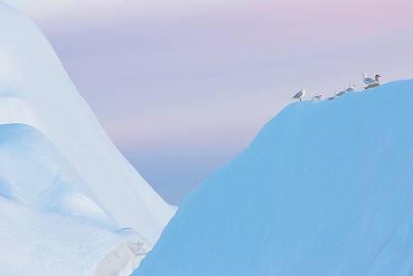 Seagulls rest over a huge iceberg before the night