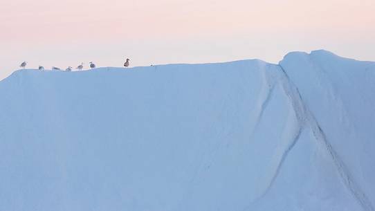 Seagulls rest over a huge iceberg before the night