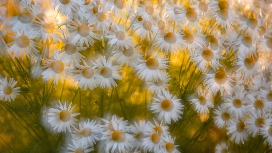 Flowering of daisies in center of small town of Ilulissat