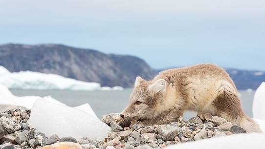 An arctic fox  (Alopex_lagopus)  in Ataa a small village of fishermen and seal hunters which was abandoned in the 50s