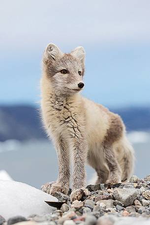 An arctic fox  (Alopex_lagopus)  in Ataa a small village of fishermen and seal hunters which was abandoned in the 50s