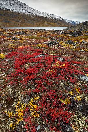 The autumn vegetation of the tundra around Ataa a small village of fishermen and seal hunters which was abandoned in the 50s