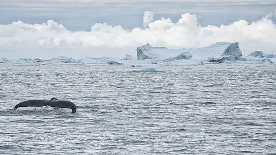 A whale swims between huge icebergs in Disko Bay