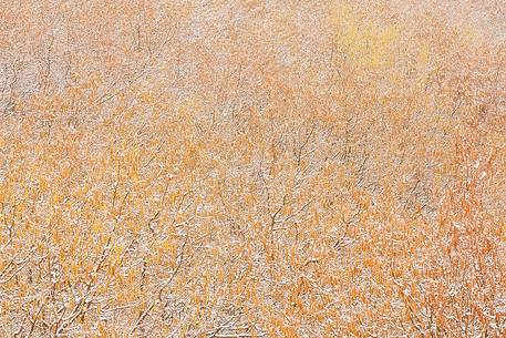 Haze trees covered by light snow layer