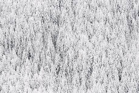 Snowy firs forest 