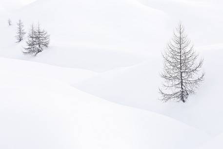 Lone larch trees in snow sea 