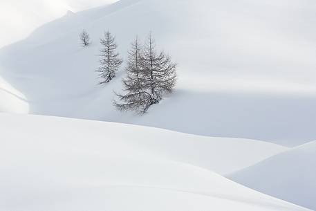 Lone larch trees in snow sea 