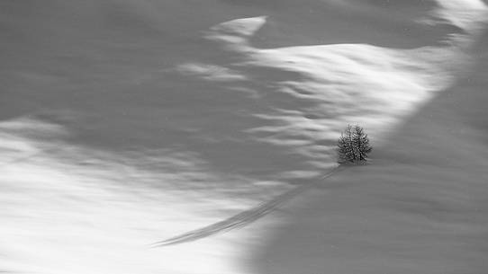 Lonely larch-tree in a snow immensity