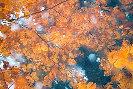 Backlit beech leafs in autumn