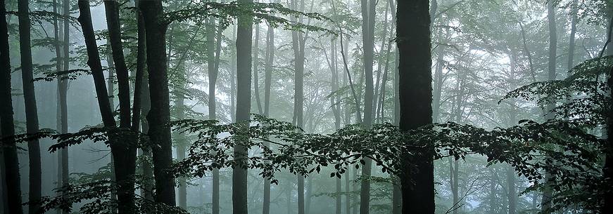 Fog in the beech forest