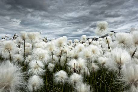 Flowering of cottongrass and the Iceland sky, leaden and exciting.