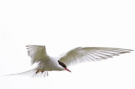 Arctic tern (Sterna paradisaea) in flight 