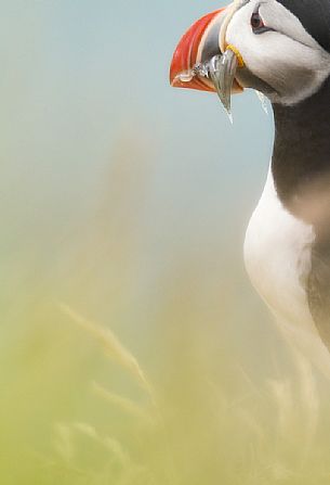 Puffin (Fratercula arctica) with fish on the Vik cliffs