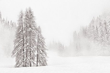 Sauris di Sotto forest during a heavy snowfall