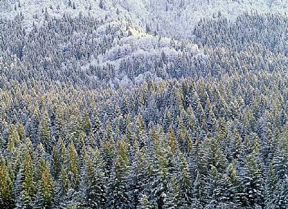 Forest in Sauris di Sotto during a heavy snowfall
