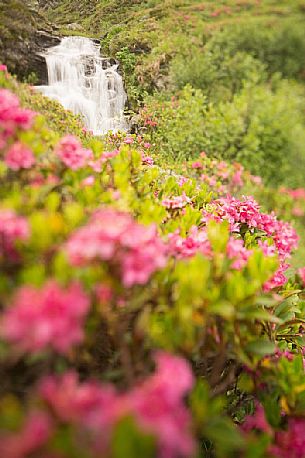 Waterfall surrounded by rhododendrons in alpine spring near Malga Nemes, South Tyrol, dolomites, Italy