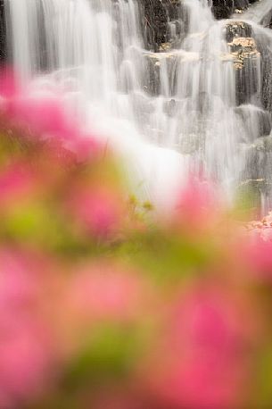 Waterfall surrounded by rhododendrons in alpine spring near Malga Nemes, South Tyrol, dolomites, Italy