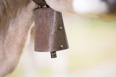 Detail of the bell of a cow grazing between Malga Nemes and Malga Coltrondo, dolomites, Italy