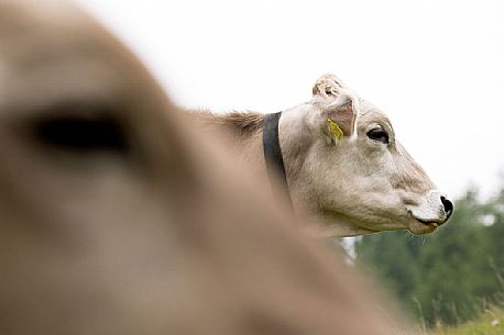 Portrait of cows grazing with bells between Malga Nemes and Malga Coltrondo, dolomites, Italy