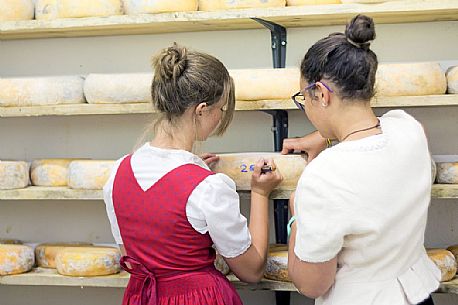 Maturation of a mountain cheeses at Rinfreddo hut, Comelico, Dolomites, Italy