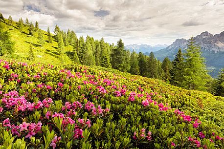 Flowering rhododendrons near Col Quaternà, Rinfreddo pasture, Comelico, Italy