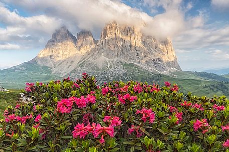 Rhododendrons flowering at Sella Pass towards Sassolungo (Langkofel) Mountain, Dolomites, South Tyrol, Italy
 