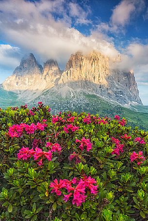 Rhododendrons flowering at Sella Pass towards Sassolungo (Langkofel) Mountain, Dolomites, South Tyrol, Italy
 