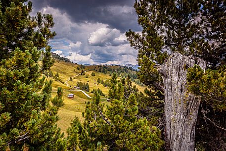 Meadows of Utia Vaciara near Sass de Putia mountain, Valle di Longiar, Val Badia, Dolomites, Italy