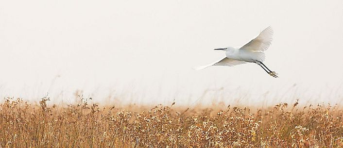 Egret in flight over of the Marano's lagoon, Marano Lagunare, Italy