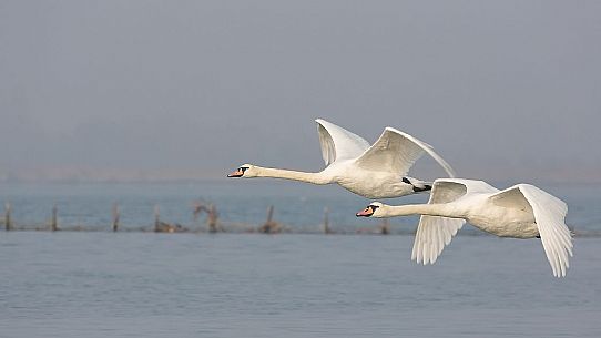 Flying swans on of the Marano's lagoon, Marano Lagunare, Italy