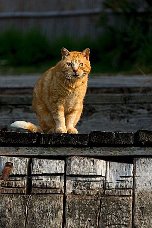red cat on a wooden shelter, Marano Lagunare, Italy