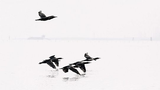 Flying cormorants on of the Marano's lagoon, Marano Lagunare, Italy