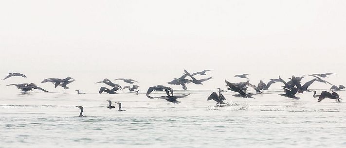 Flying cormorants on of the Marano's lagoon, Marano Lagunare, Italy