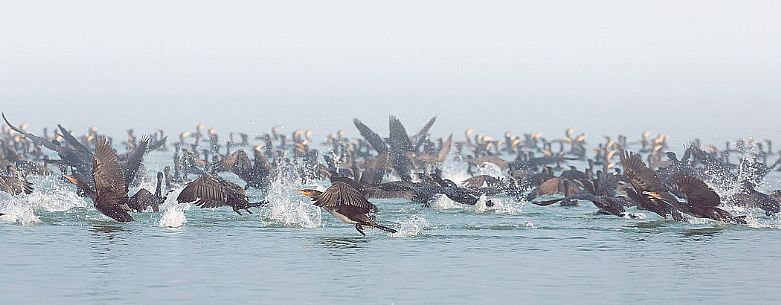 Cormorants hunting on of the Marano's lagoon, Marano Lagunare, Italy