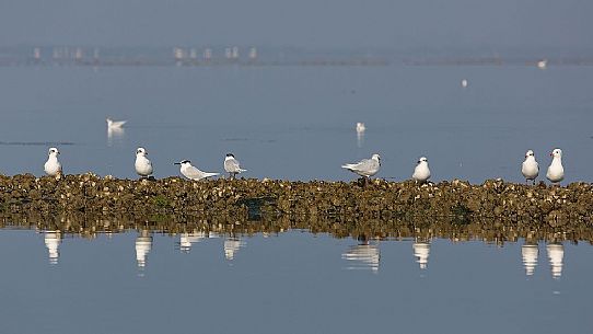 Seagulls on the Marano's lagoon, Marano Lagunare, Italy