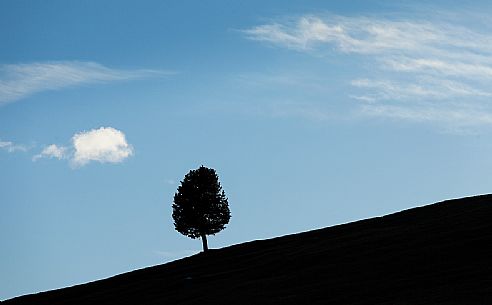 Silhouette lonely tree, Prati dell'Armentara, South Tyrol, Dolomites, Italy 