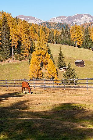 Horse grazing at Prati dell'Armentara alpine meadows with barns in autumn, South Tyrol, Dolomites, Italy 
