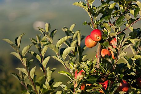 Red apples ready to eat on a fruit plantation in the Non Valley, Val di Non, the famous apple Valley, Trentino, Italy
