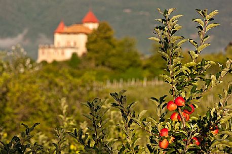 The castle of Casez and the apple trees in Val di Non, Trentino, Italy The castle of Casez and the apple trees in Val di Non, Trentino, Italy