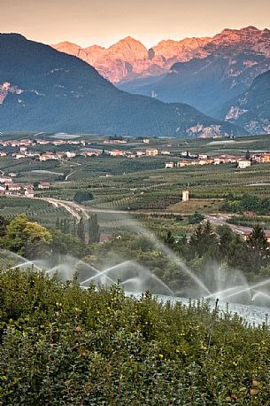 Apple orchard at Val di Non towards Brenta dolomites, Trentino, Italy