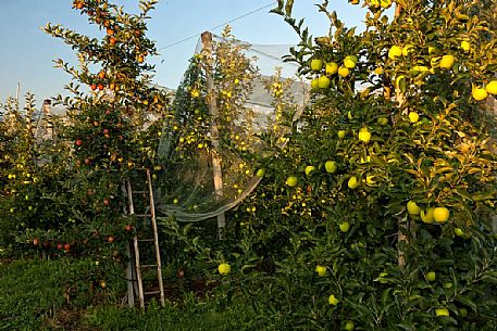 Apple orchard,, Val di Non, Trentino, Italy