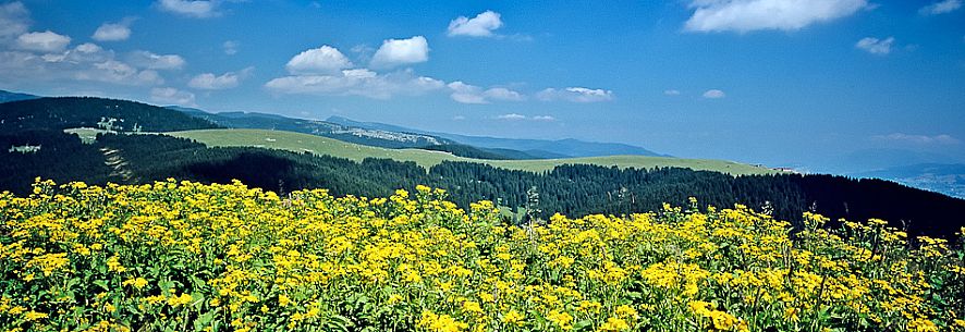 Flowery meadow in Meletta di Gallio, Asiago, Italy