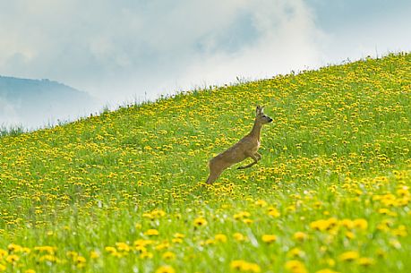 A roe deer jumps in flowering dandelion meadows, Asiago, Italy
