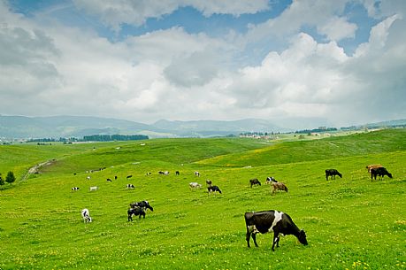Grazing cows, Asiago, Italy